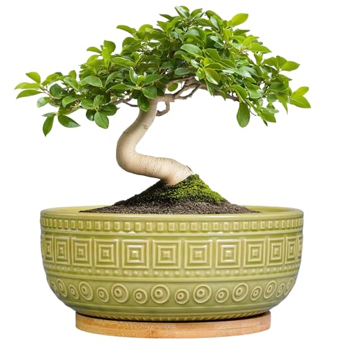 G EPGardening Bonsai Tree Pot - 8 Inch Ceramic Planter for Indoor Plants Flower, Shallow Round Succulent Bowl with Drainage and Saucer, Boho Office Decor, Gifts for Plant Lovers, Green - color: Green