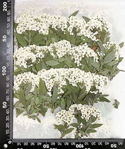 OKWIWI 12 pcs White Narcissus with Stem Real Natural Dried Pressed Flowers for Resin Art Craft DIY - color: White Narcissus With Stem
