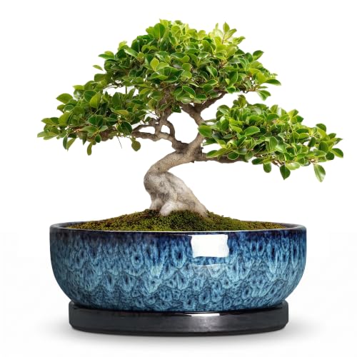 Bonsai Pots, 10 Inch Ceramic Succulent Pots with Saucer, Blue - color: Blue, size: 10 Inch