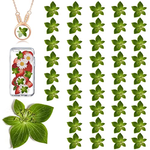 Green Dried Leaves for Resin Crafts, 42PCS Natural Real Pressed Leaves for Resin DIY Jewellery Ornament DIY Crafts Candle Making Phone Case Home Decor - color: Leaves-green
