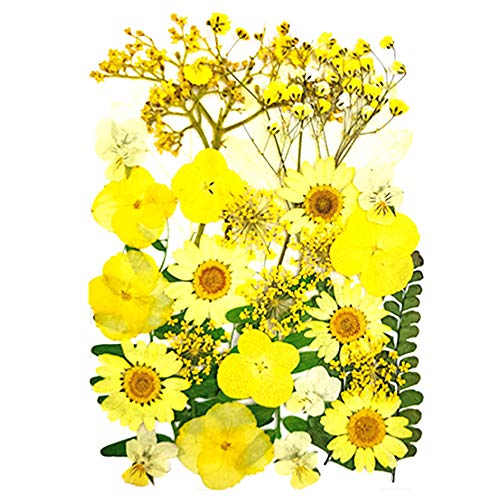 Real Dried Pressed Flowers, Nature Dried Flowers Assorted Colorful Daisies for Art Craft DIY Resin Molds (Yellow)