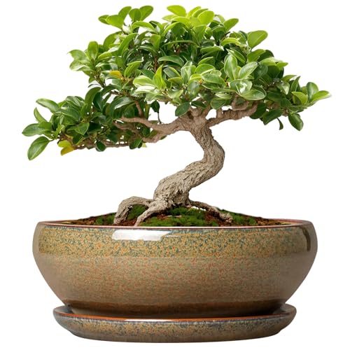 SQOWL Bonsai Pots Small - 6 Inch Ceramic Succulent Pots with Drainage Hole and Saucer, Shallow Round Planter for Indoor Plants Outdoor, Ceramic Cactus Planter, Patio Decor, Housewarming Gift, Brown - color: Speckled Brown, size: 6 Inch