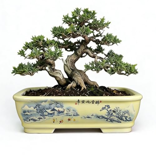 8" Bonsai Pots with Tray, Rectangular Planter in Blue & White - color: Yellow Snow Scene