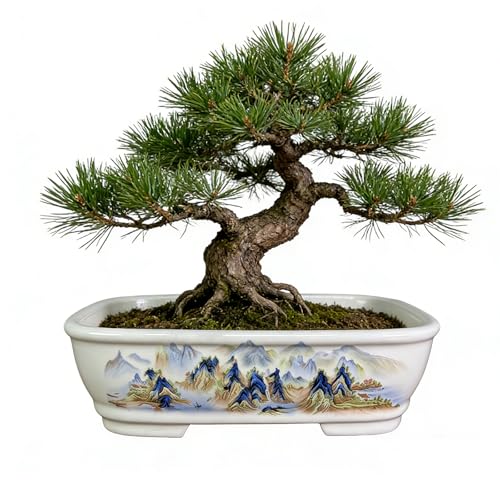 8" Bonsai Pots with Tray, Rectangular Planter in Blue & White - color: White Thousand Miles