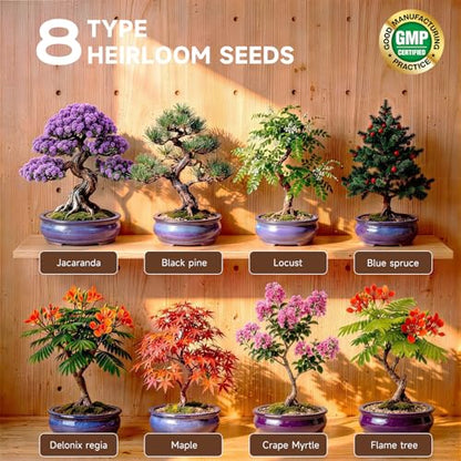 Bonsai Tree Starter Kit – 8 Varieties Indoor Bonsai Trees Plant Seeds with Drainage Design Pots, Gardening Gifts for Women, High-Value Plant Gifts