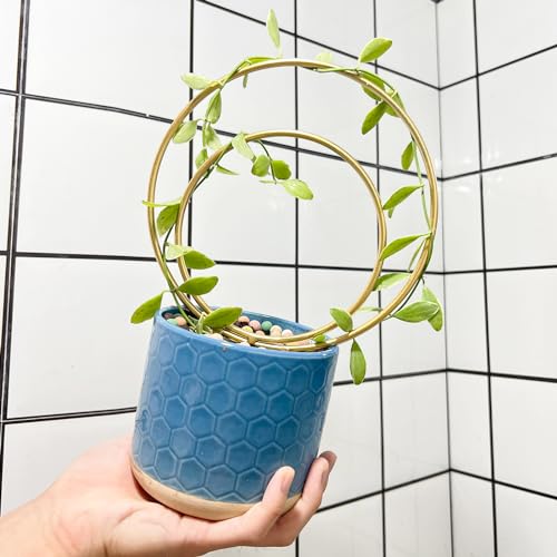 Mirthdino Hoya Trellis- Metal Plant Trellis Indoor 3-Pack for Climbing Plants - Gold Small Garden Trellis for Ivy and Flowers - Unique Patterns - Outdoor Potted Plant Support | Small Plant Trellis for Pots, Hoya Trellis for Indoor Plants, Pothos Trellis I