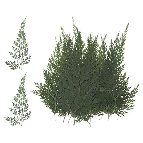 M METERXITY 24-Pack Pressed Dried Flowers Leaves, Real Natural Ferns Dried Leaves Plant