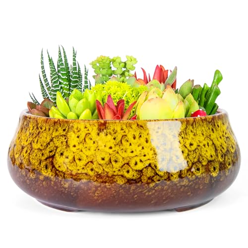 Bonsai Pots - 8 Inch Succulent Pots with Drainage, Shallow Planters - color: Yellow