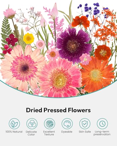 Dried Pressed Flowers, Resiners Dried Flowers for Candle Making Real Natural Pressed Flowers Dry Leaves Kit for DIY Crafts Resin Soap Scrapbook Card Making Jewelry (Gerbera Daisy 100pcs) - color: Bold Gerbera 100pcs