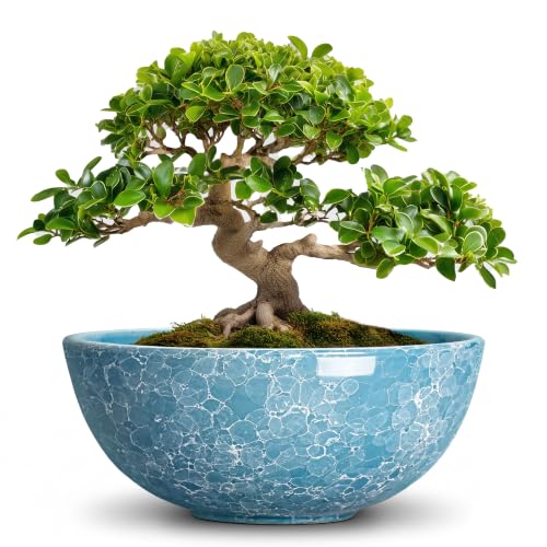 Bonsai Tree Pots 12 Inch, Ceramic Succulent Planters, Droplet Blue | Round Bonsai Planter with Drainage Hole, Large Shallow Bowl for Indoor Plants Outdoor, Bedroom Decor, Housewarming Gifts - color: Droplet Blue-1, size: 12 Inch