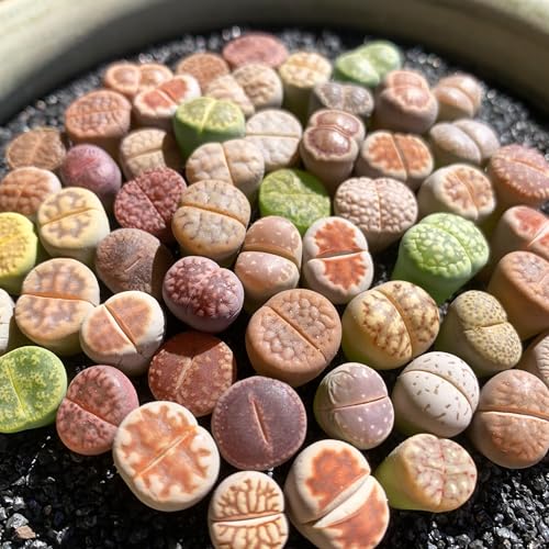 Lithops Random Mix Rare Live Succulent Plants, 30/50/100 Pcs Succulent Live Plant, Bare Root Without Pot Soil, Garden Indoor Office, Friend Plant Lovers Gifts (Normal 30pcs) - style: Small Random Mix