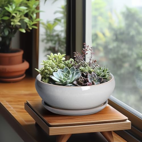 SQOWL Bonsai Tree Pots, 8 Inch Ceramic Plant Pots with Saucer, Gray - color: Gray, size: 8 Inch