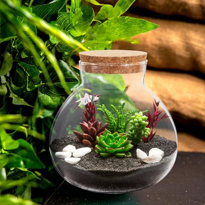 Toddmomy 1pcs Small Glass Plant Terrarium,Desktop Glass Succulent Plant Terrarium with Wooden Lid for Home, Garden, Office Decoration