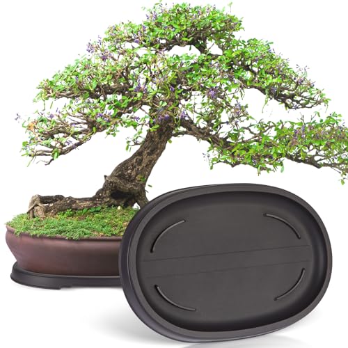 Pinkunn 2 Pcs Bonsai Humidity Drip Tray for Plants,12.7 x 8.3 Inch - size: 12.7 x 8.3 Inch