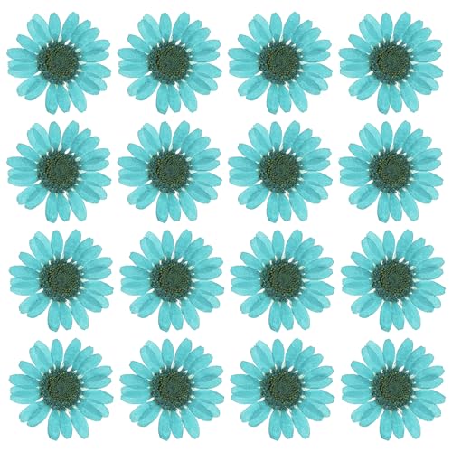 PATIKIL 48 Pcs Dried Pressed Flower Natural Dried Daisy Flower for DIY Art Crafts House Decoration Nails Decoration,Lake Blue - color: Lake Blue