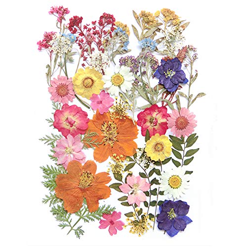 17 Types 48PCS Real Dried Pressed Flowers Leaf Plant Herbarium for DIY Resin Jewelry Making Floral Decors(Colorful) - color: Colorful