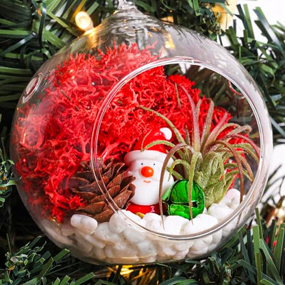 Creations by Nathalie Holiday 4" Glass Globe Terrarium Kit with Live Plant | DIY glass globe terrarium kit with live plant, moss, and essential supplies for creating an indoor terrarium display at home. - size: 4" Ornament Glass Globe
