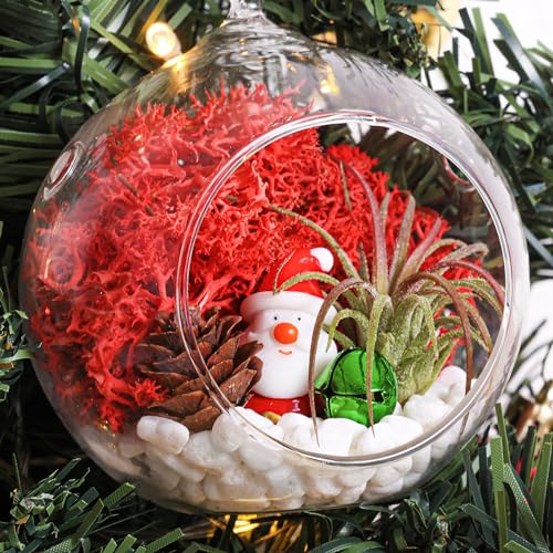 Creations by Nathalie DIY Air Plant Terrarium Kit with Glass Terrariums | DIY air plant terrarium kit with glass terrariums, moss, and decorative supplies for creating indoor displays with air plant. - size: Glass Globe + Glass Teardrop Ornament