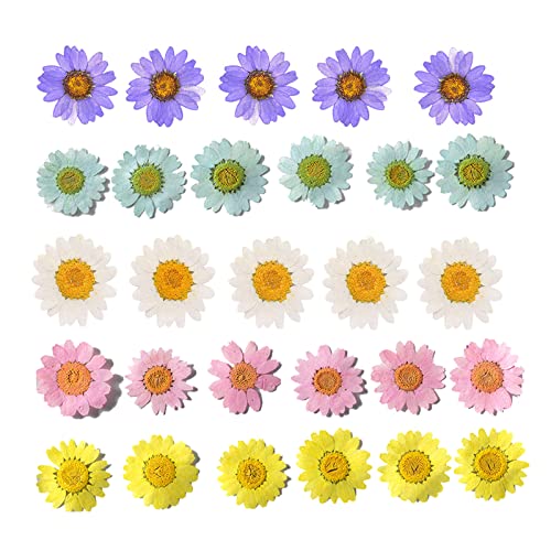 50pcs Natural Dried Daisy Flower, Vacuum Packaging, Pressed Flower for House Decoration, Jewelry Making, Phone case Decoration (5 Colors) - color: 5 Colors
