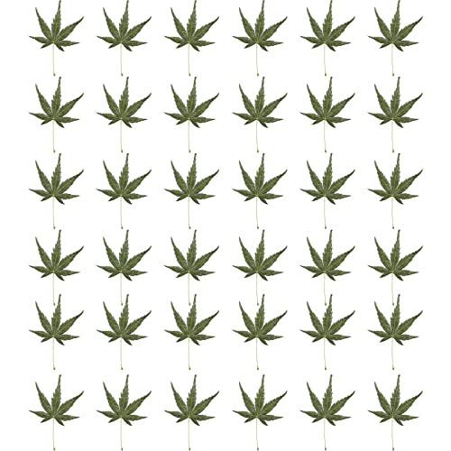 36Pcs Real Dried Maple Leaves,Natural Dried Pressed Maple Leaves - color: Green