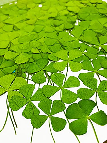 24 pcs Four Leaf Clover Real Natural Dried Pressed Flowers for Resin Art Decors Craft DIY - color: Green Four Leaf Clover