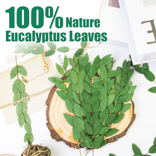 120 Pcs Pressed Eucalyptus Leaves, Natural Preserved Botanical Leaves