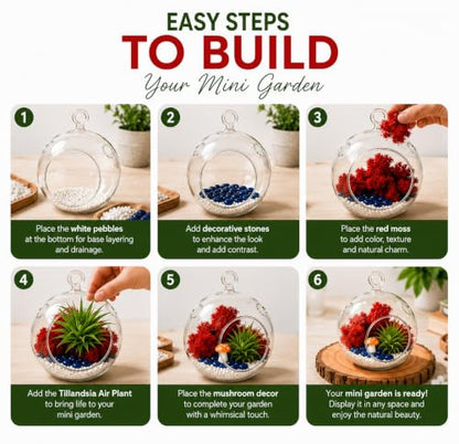 Creations by Nathalie DIY 4 Inch Glass Globe Terrarium Kit with Air Plant
