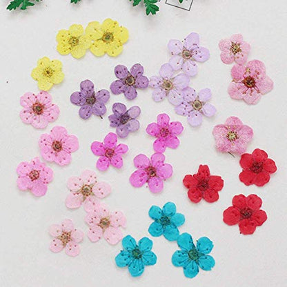 YUNZHI Pressed Flower for Resin Small Plum Blossom Narcissus, Dried Flower, Real Flower, Nail Flower Material, Glue Drop, Mobile Phone case, Hand Made 100pcs/pack (Red) - color: Red