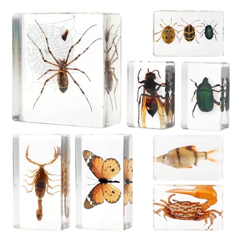 8 Pcs Insects Specimen in Clear Resin,Premium Spider Taxidermy Scorpion Specimens Butterfly for Science Education Entomology Display,Oddities and Curiosities Bug Gifts Collection(Web Spider in Resin) - size: 8 Spider+