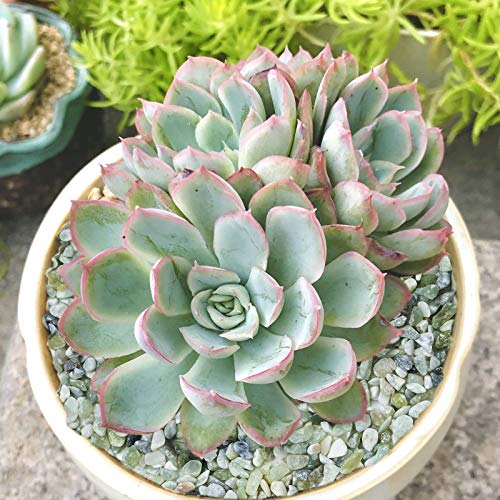 Succulent and Cactus Bonsai DIY Rocks, Jade Bean Pebbles, Natural Decorative Polished Stones Vase Fillers Gravel for Plants，Terrarium, Fairy Gardening, Indoor Outdoor Decor Ornamental Stones.