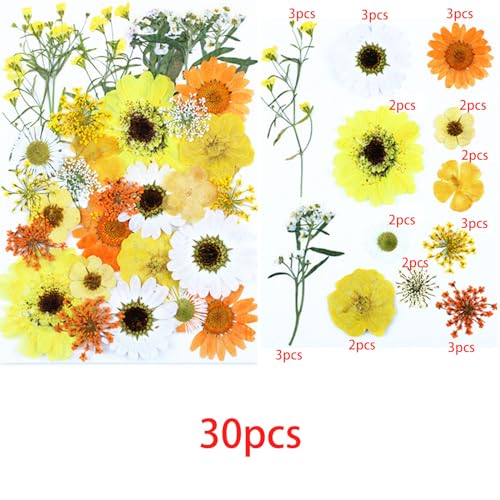 Cayway 4 Pack Pressed Flowers Natural Dried Flowers Colorful Resin Flowers Real Pressed Flowers for Resin Scrapbook DIY Art Crafts, Epoxy Resin Jewelry, Card Making Supplies, Style G - color: 4 Pack Pressed Flowers B