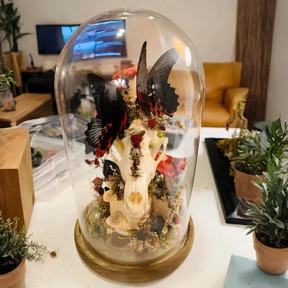 2 Pack Glass Cloche Display Dome, 10 Inch Large Decorative Glass Bell Jar, Clear Dome Showcase with Dark Brown Wooden Base, for Plants, Medals, Photos, Antique Collectibles, Mother's Day