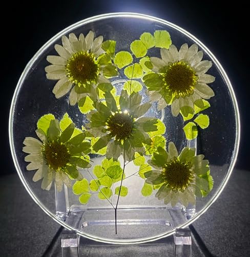 3.9" Real White Daisy Daisies Flowers in Crystal Clear Lucite Resin Specimen Office Home Table Wall Kitchen Party Decor Botanist Herb Herbarium Paperweight Botany Display Collection Gift + Stand - color: White Daisy Daisies Flowers