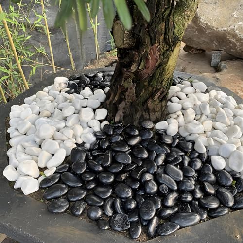 FANTIAN 10 lbs Pebbles for Landscaping, 1-2 Inch Black Rocks for Plants | Polished River Rocks Stone for Plant Indoor, Vase, Aquarium, Garden, Fountain, Outdoor, Planter Filler for Artificial Plants - size: 1-2 inch, style: 10.0 Pounds