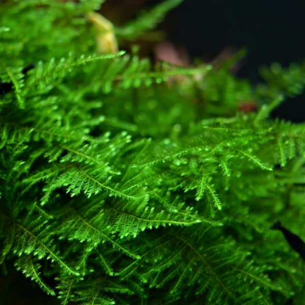 Moss for Aquariums | Live Aquatic Moss (Taiwan Moss, 1) - style: Taiwan Moss