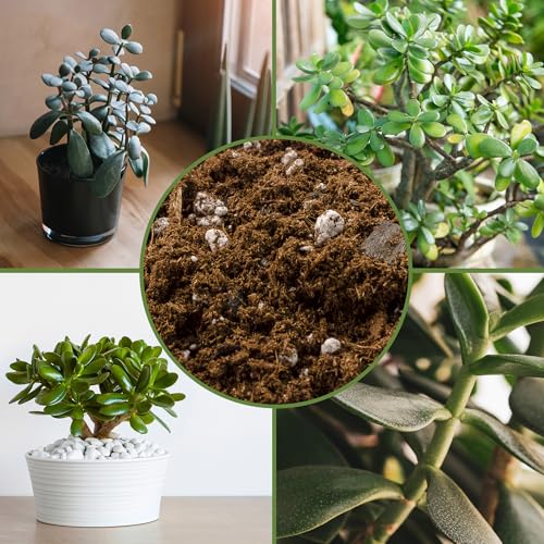 Soil Sunrise Jade Plant Potting Soil Mix (8 Quarts) Hand Blended Additive for Jade Succulents