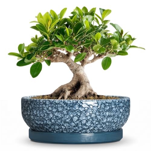 Bonsai Planter, 8 Inch Ceramic Bonsai Pots with Saucer, Scale Blue | Round Pots for Succulents with Drainage Hole, Bowl Planter for Indoor Plants, Pothos Pot, Bathroom Decor, Gifts for Women - color: Scale Blue, size: 8 Inch