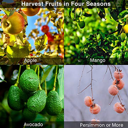DonSail DnSail Fruit Picker Pole Tool with Basket Telescoping - Adjustable Mango Picker 35-68 inch Long Handle - Apple Orange Avocado Acorn Lemon Pear Pomelo Chery Picker for Tree - size: 35-68"