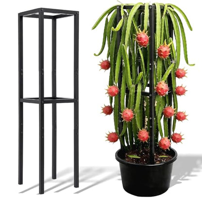 48" Dragon Fruit Trellis Durable Metal Support for Climbing Plants