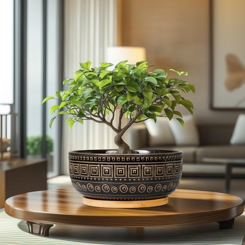 G EPGardening 8 Inch Ceramic Succulent Planter Pots for Indoor Plants Round Shallow Bonsai Planter Pot with Drainage and Bamboo Saucer, Black - color: Black