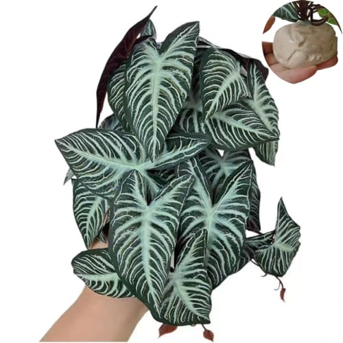 Reptile Plants for Terrarium,Habitat Decor,Artificial Plant - color: Xanthosoma Sagittifolium
