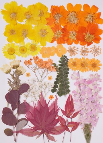 15Types 48Pcs Fall Real Dried Pressed Flowers Maple Leaf Plant Herbarium for Frame Crafts Resin Jewelry Making, Floral Cake Decorations-Fall - color: Fall