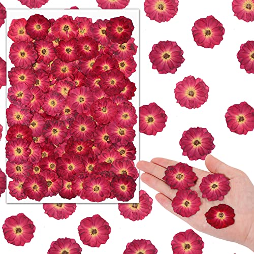 Woanger 100 Pcs Pressed Flowers Natural Bulk Resin Filler, Red - color: Red