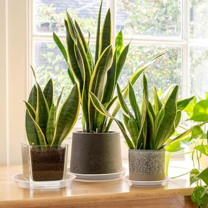 4 6 8 10 12 14 16 18 20 22 Inch Clear Plant Saucer, 5 Pack Durable Plastic Water Catcher Trays for Flower Pots, Plant Drip Trays for Indoor Outdoor Planter(12inch) - size: 12 inch