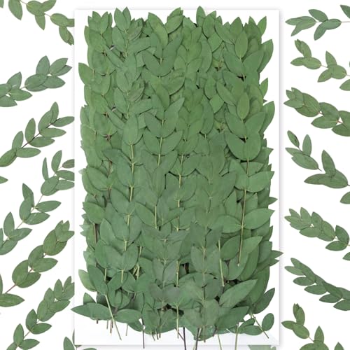 120 Pcs Pressed Eucalyptus Leaves, Natural Preserved Botanical Leaves