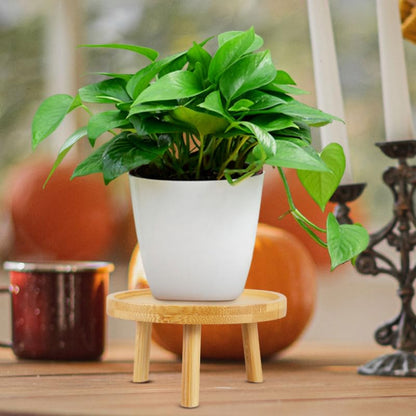 balacoo Solid Wood Plant Stand 2 Pack 5.11 inch Flower Pot Stand and Plant Riser for Indoor Use Wooden Holder for Living Room Balcony Desk Window Sill Natural Finish