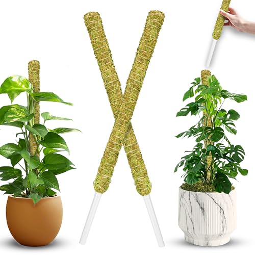 2 Pack 22" Natural Stackable Moss Pole for Plants Monstera | Extendable Up to 39", Natural Forest Moss Sticks, Monstera Plant Support, Handmade Plant Stakes for Indoor Potted Plants - color: 2 Pack Natural