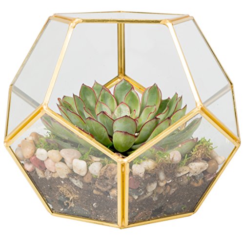 D'Eco Glass Gold Sphere Plant Terrarium and Centerpiece (Dims:8.2x8.2x8.2)