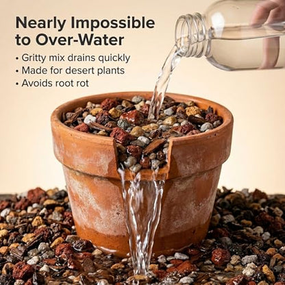 Molly's Succulent Potting Mix, Cactus and Bonsai Gritty Blend, 5 Dry Quarts - size: 5 Dry Quarts, style: Succulents & Cacti