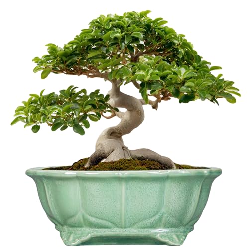 Bonsai Tree Pot - 13.2 Inch Large Ceramic Succulent Planter for Indoor Outdoor, Oval Plant Pot with Drainage Hole, Decorative Flower Pots, Home Decor, Gifts for Plant Lovers, Green - color: Oval Green, size: 13.5 Inch